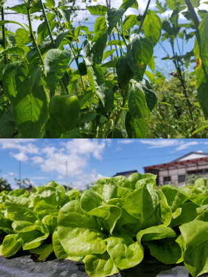 自家栽培野菜