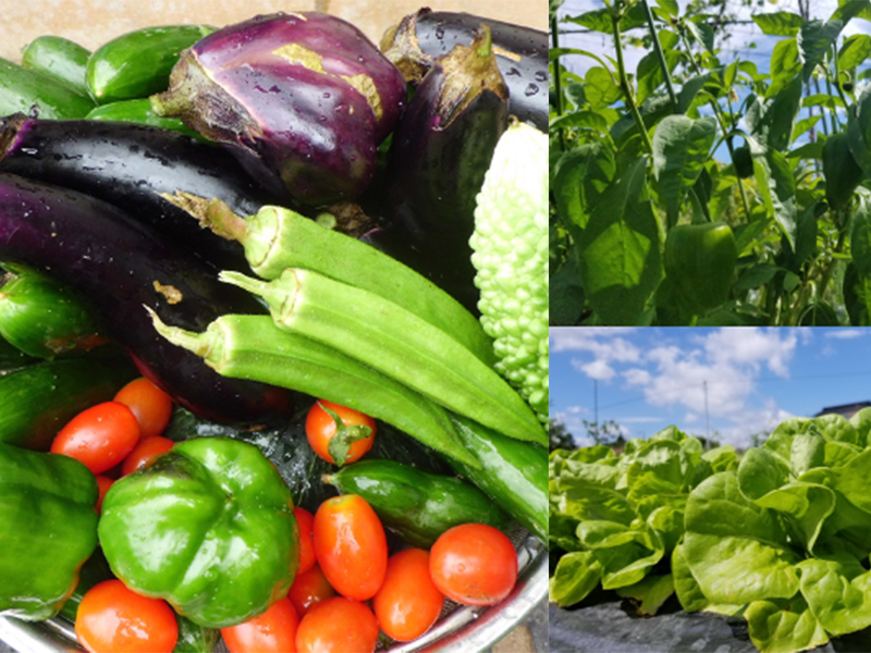 自家栽培野菜